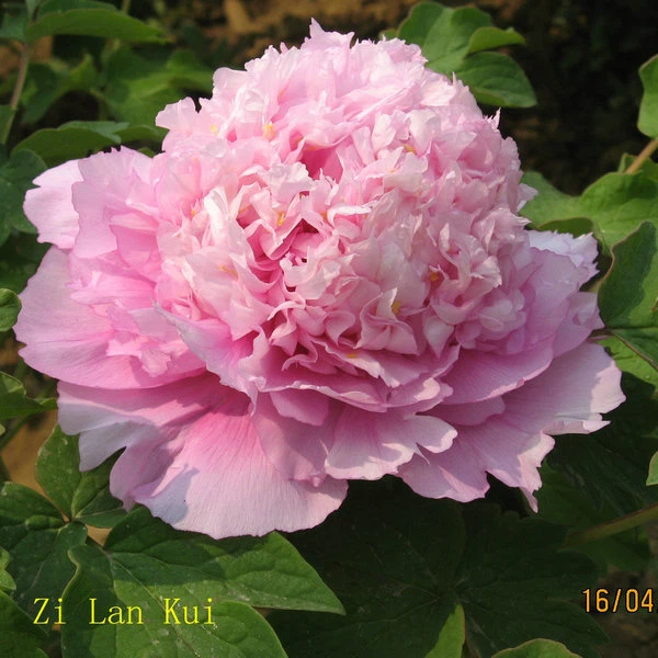 image001 image001