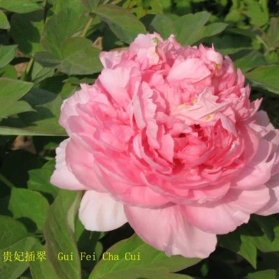 ดอกโบตั๋น Guifei Chacui